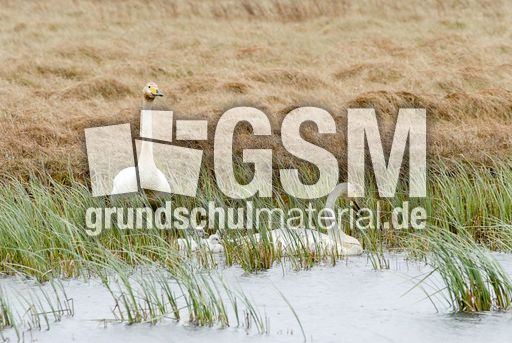 Singschwan (9 von 16).jpg